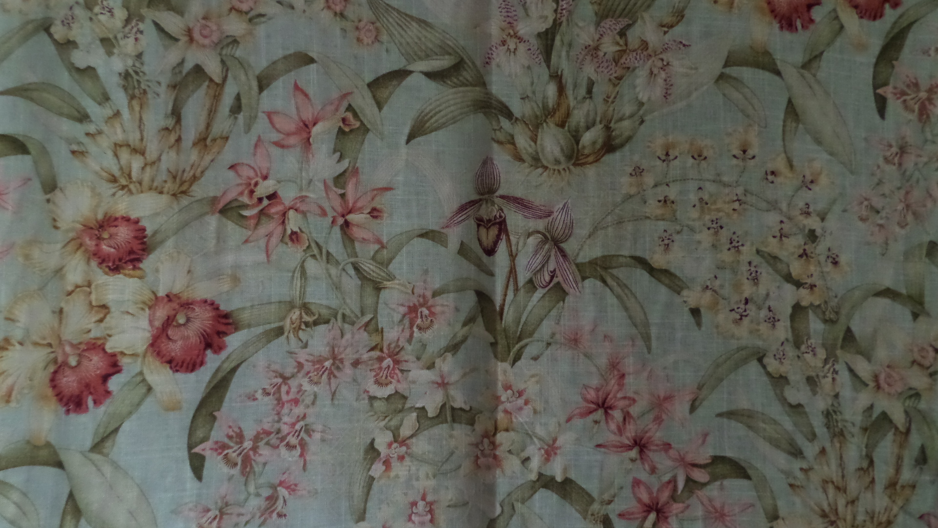 Orchideje CA160
