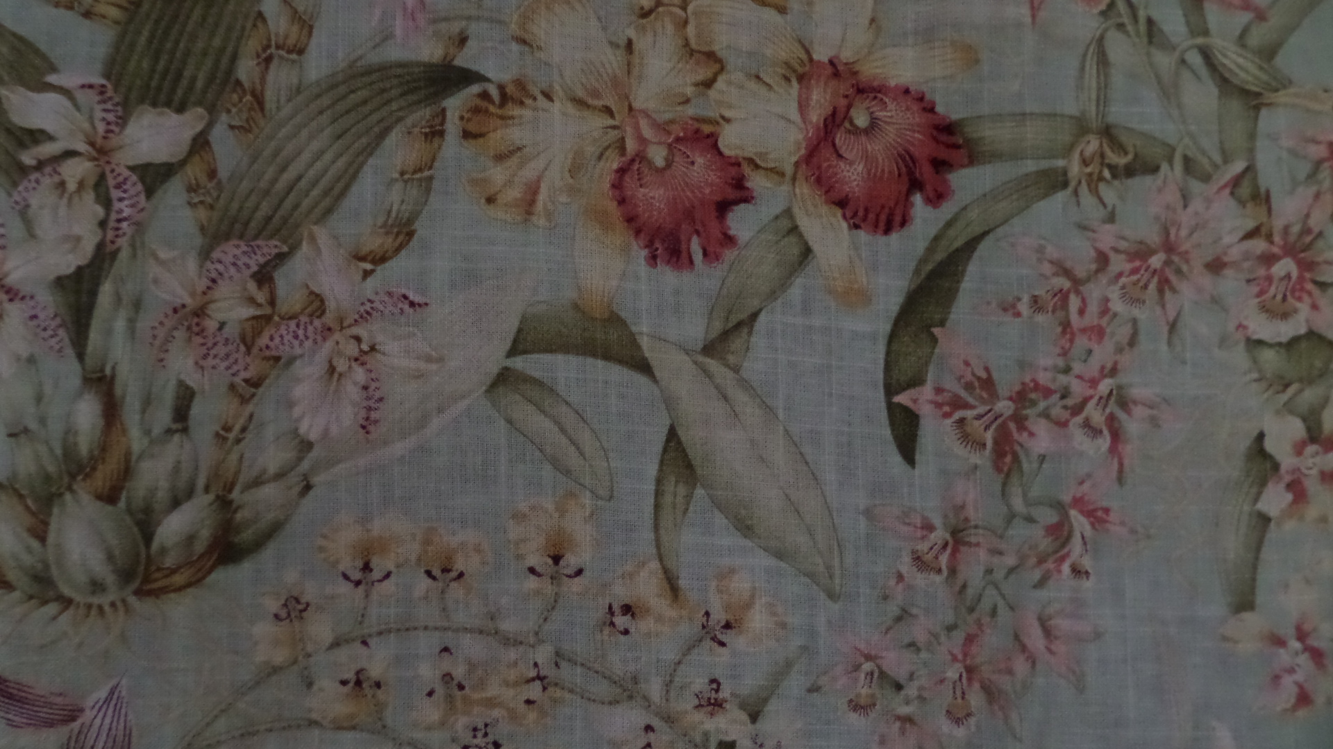 Orchideje CA160